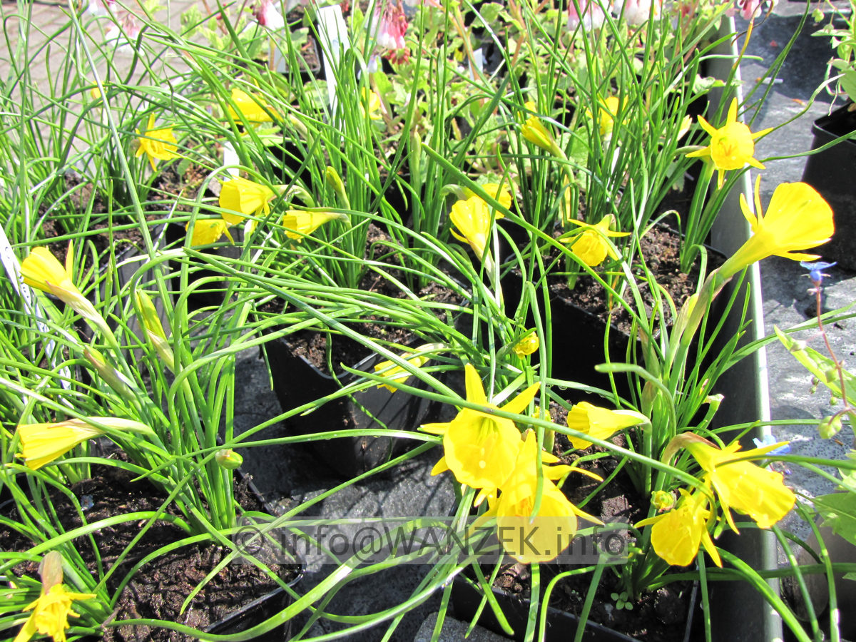 Narcissus bulbocodium Golden Bell 09.JPG